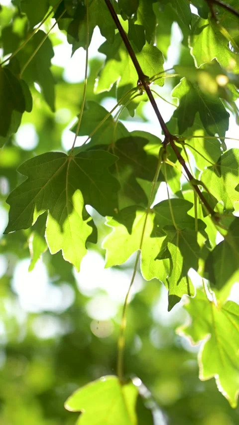 Beautiful green maple leaves on a tree branch on rainy sunny summer day. 스톡 동영상 312771217