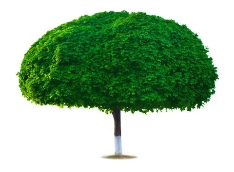 Beautiful green maple tree isolated on a white Stock Photos