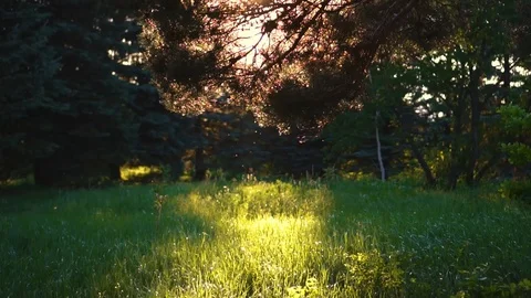 Beautiful green meadow in the forest at sunset Vídeo Stock 108929596