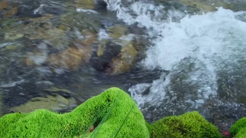 Beautiful green moss and grass on the bank of swift mountain stream. Vidéo 236287546