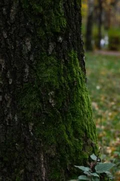 Beautiful green moss grows on a tree trunk. Dark green moss in the tree Stock Photos