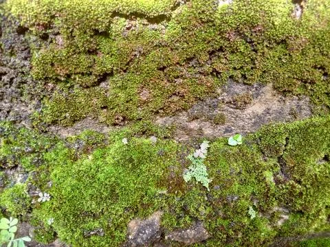 Beautiful Green Moss Stock Photos