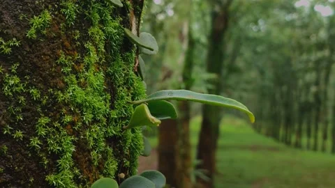 Beautiful Green Moss On Tree Close-Up Stock Footage 231370860