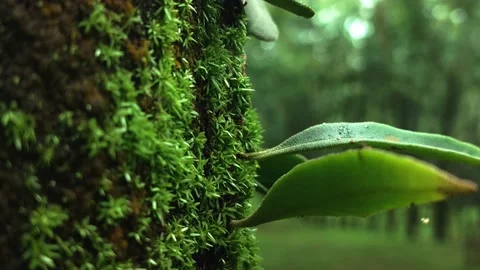 Beautiful Green Moss On Tree Close-Up Stock Footage 231370935