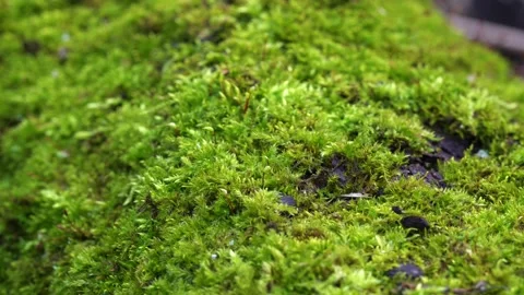 Beautiful green moss on the trunk of an old tree close up Stock Footage 169793673