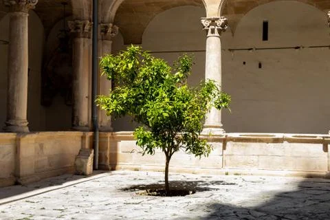 Beautiful green olive tree inside a court of the Catedral de Mallorca, spain Foto stock