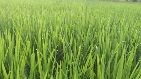 Beautiful green paddy field Stock Footage 149258596