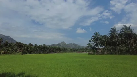 Beautiful green paddy fields and coconut palm trees in Kanyakumari, Tamil Nadu Stock Footage 203210696