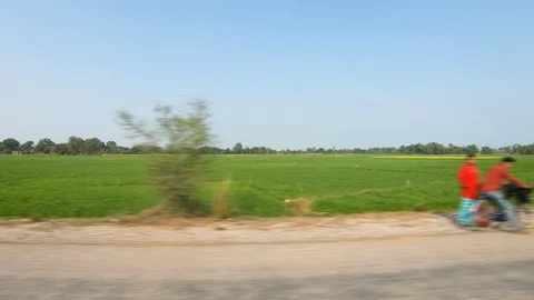 Beautiful green paddy fields, plants and houses during sunset. 動画素材 127722962