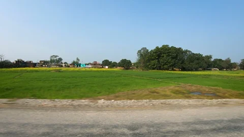 Beautiful green paddy fields, plants and houses during sunset.  動画素材 127723907