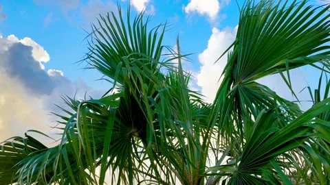 A beautiful green palm tree on a background of blue sky with clouds Stock Footage 166955437