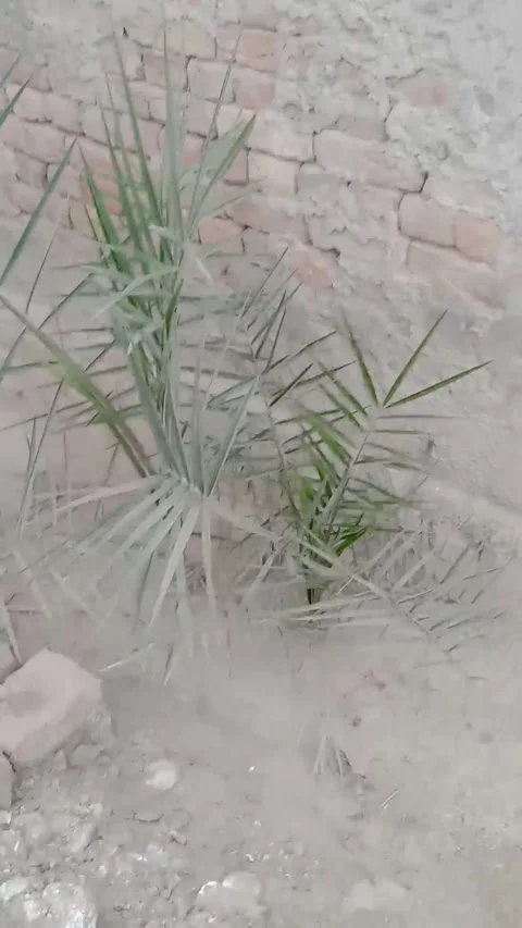 Beautiful green palm tree good par health Stock Footage 322039401