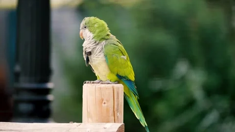 Beautiful Green Parakeet Perched on Post, 4K 스톡 동영상 210424439