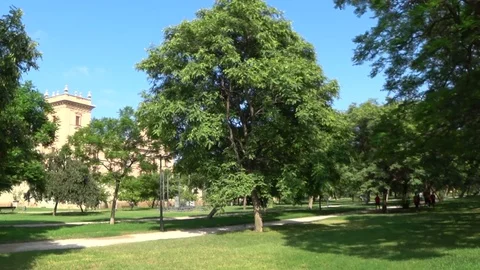 Beautiful green park at summertime Stock Footage 80914761