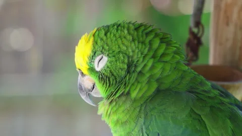 Beautiful green parrot Stock Footage 243097724