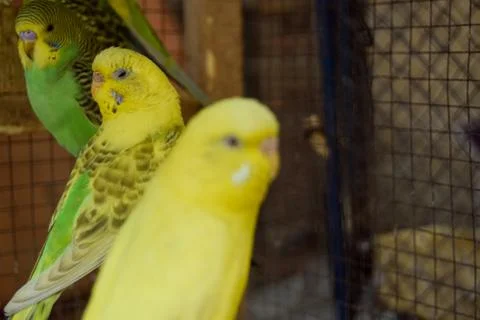 Beautiful Green Parrots Stock Photos