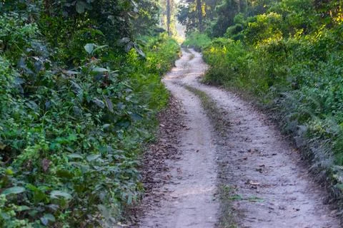 A beautiful green path with trees on both sides inside forest of Gorumara Nat Stock Photos