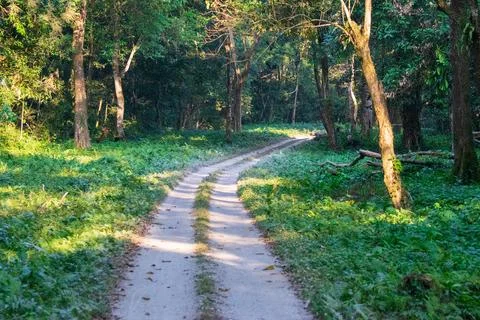 A beautiful green path with trees on both sides inside forest of Gorumara Nat Stock Photos