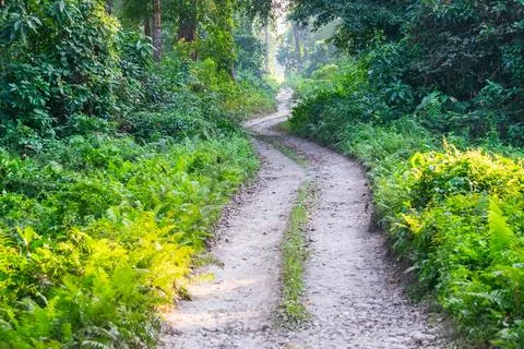 A beautiful green path with trees on both sides inside forest of Gorumara Nat Stock Photos