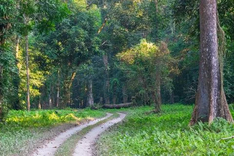 A beautiful green path with trees on both sides inside forest of Gorumara Nat Stock Photos