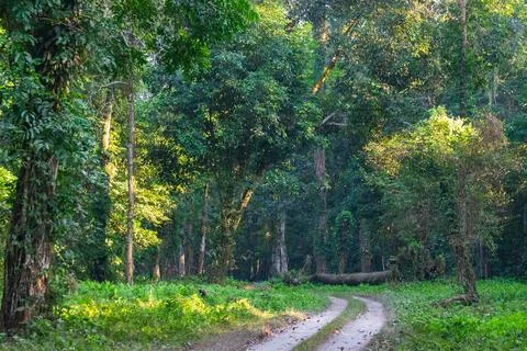 A beautiful green path with trees on both sides inside forest of Gorumara Nat Stock Photos