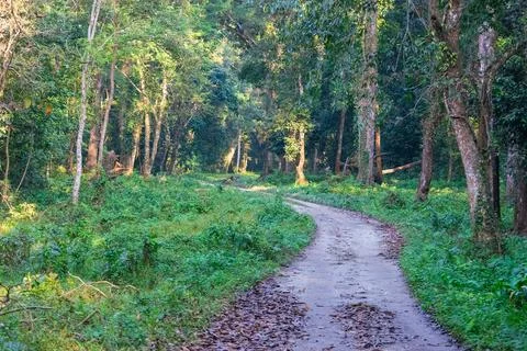 A beautiful green path with trees on both sides inside forest of Gorumara Nat Stock Photos