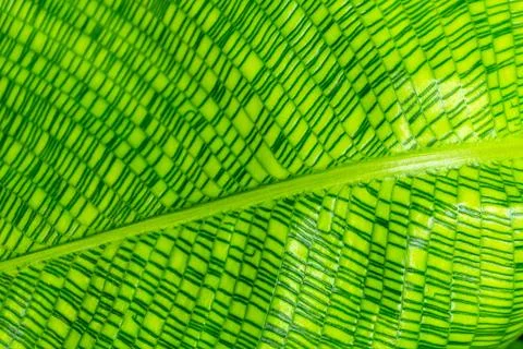 Beautiful Green Pattern Of A Calathea Leaf Stock Photos