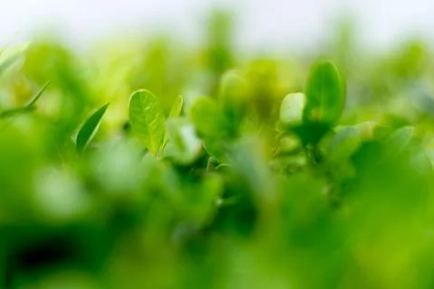 Beautiful green pattern of out of focus leaves Stock Photos