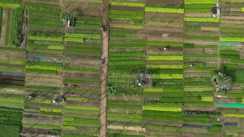 Beautiful green patterns from drone in Tra Que vegetable village near Hoi Stock Footage 239527796