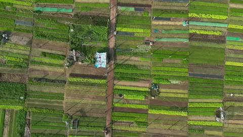 Beautiful green patterns from drone in Tra Que vegetable village near Hoi Stock Footage 239527952