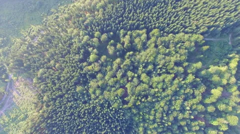 A beautiful green pine forest. drone flight Stock Footage