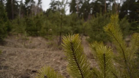 Beautiful green pine needles in the forest Stock Footage 124482526
