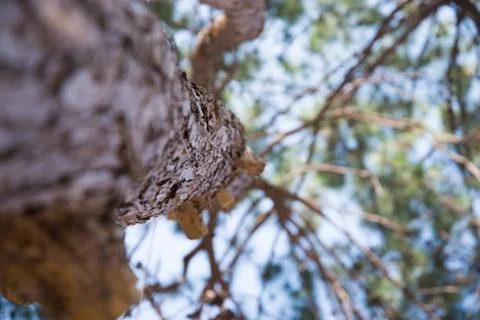 Beautiful green pine tree background Stock Photos