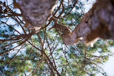 Beautiful green pine tree background Stock Photos