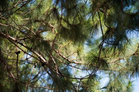 Beautiful green pine tree background Stock Photos