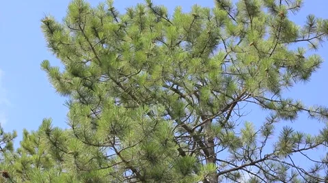 Beautiful green pine tree Stock Footage 41760019