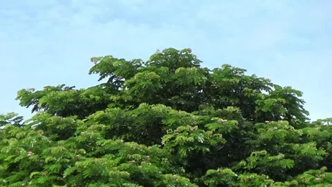 A beautiful green pine tree standing tall against a blue sky Stock Footage 301418173