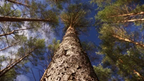 A beautiful green pine tree in a sunny summer forest Stock Footage 166115202