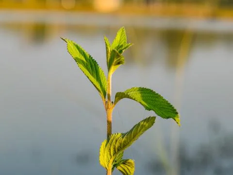 A beautiful green plant beside a lake countryside of India Stock Photos