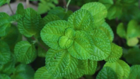 Beautiful Green Plants Stock Footage 240811891