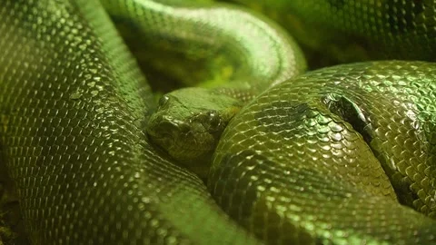 Beautiful green Python curled up resting, close up detailed shot. Stock Footage 260300265