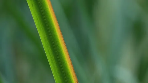 A beautiful green reed leaf is backlit by the sun - close up. 4K locked tripod Stock Footage 219823005