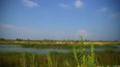 Beautiful green Reeds Stock Footage 93345940
