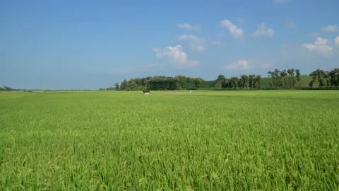 Beautiful Green rice field Swaying In The Wind. Beauty in nature 動画素材 151663247