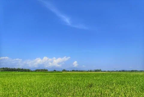 Beautiful green rice fields and bright blue skies. Stock Photos