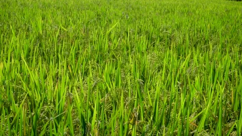 Beautiful Green Rice Fields 'Dancing' In The Wind. Beauty In Nature 動画素材 151729412