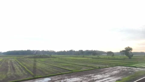 Beautiful green rice fields during the day Stock Footage 336674910