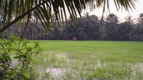 Beautiful Green Rice Fields in India. 스톡 동영상 332553958