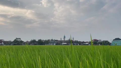 Beautiful green rice fields in spring morning Stock Footage 254770112