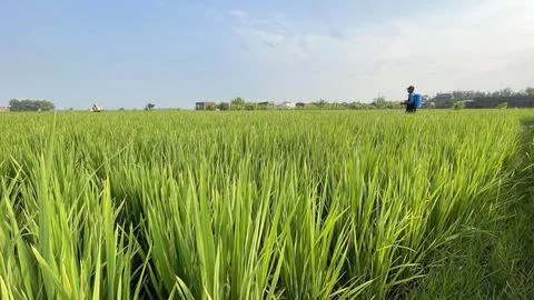 Beautiful green rice fields in a spring morning Stock Photos